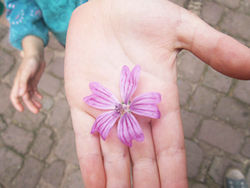 Blume klein